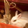 Rabbit carrot toy FlopBunny 17