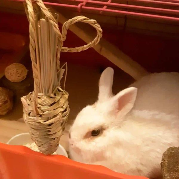 Rabbit carrot toy FlopBunny 9