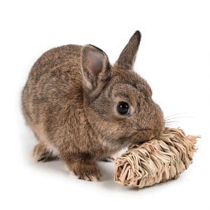 Rabbit carrot toy FlopBunny