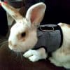 Elegant rabbit harness FlopBunny 11