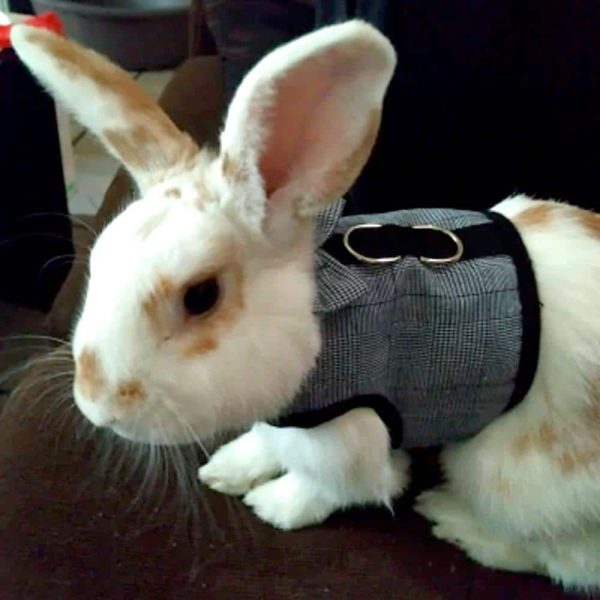 Elegant rabbit harness FlopBunny 9