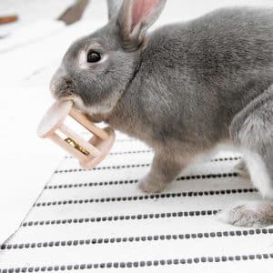 Wood toy for rabbit FlopBunny