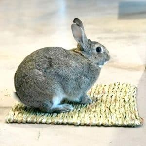 Hay mat for rabbit FlopBunny
