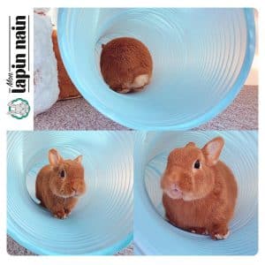 Rabbit tunnel system FlopBunny 2