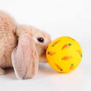 Rabbit treat toy FlopBunny