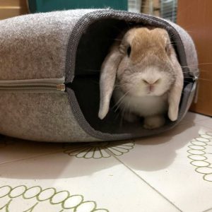 bunny hideout