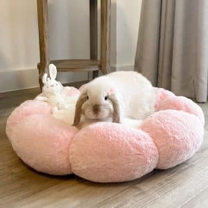 bunny bed flower
