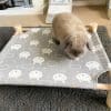 bunny hammock