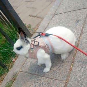 Bunny harness | Rosa FlopBunny