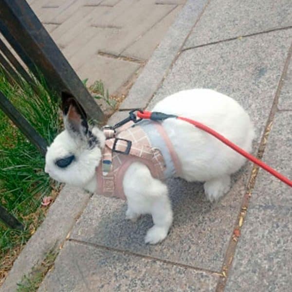 Bunny harness | Rosa FlopBunny 3