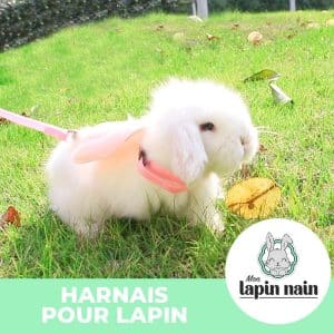 Cute rabbit harness FlopBunny 3