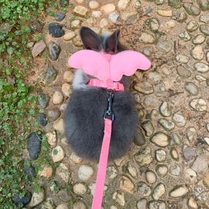 Cute rabbit harness FlopBunny 2