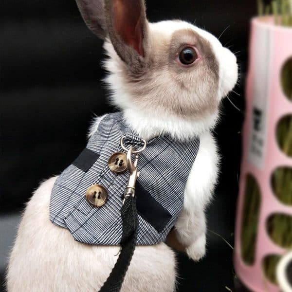 Harness for Rabbit | Gentleman FlopBunny 3