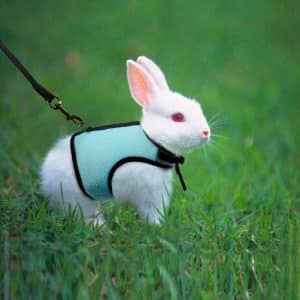 Rabbit harness FlopBunny