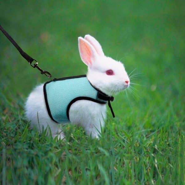 Rabbit harness FlopBunny 3