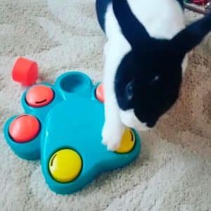 Rabbit Treat puzzle FlopBunny