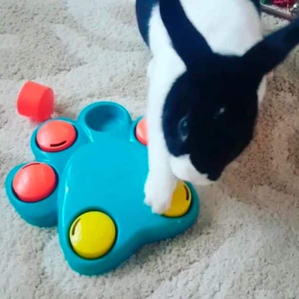 Rabbit Treat puzzle FlopBunny 3
