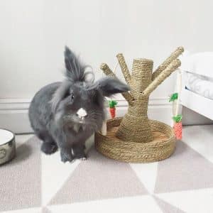 Toy for rabbit – Carrot tree FlopBunny