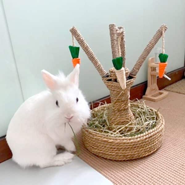 Toy for rabbit – Carrot tree FlopBunny 8