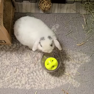 toys for bunny