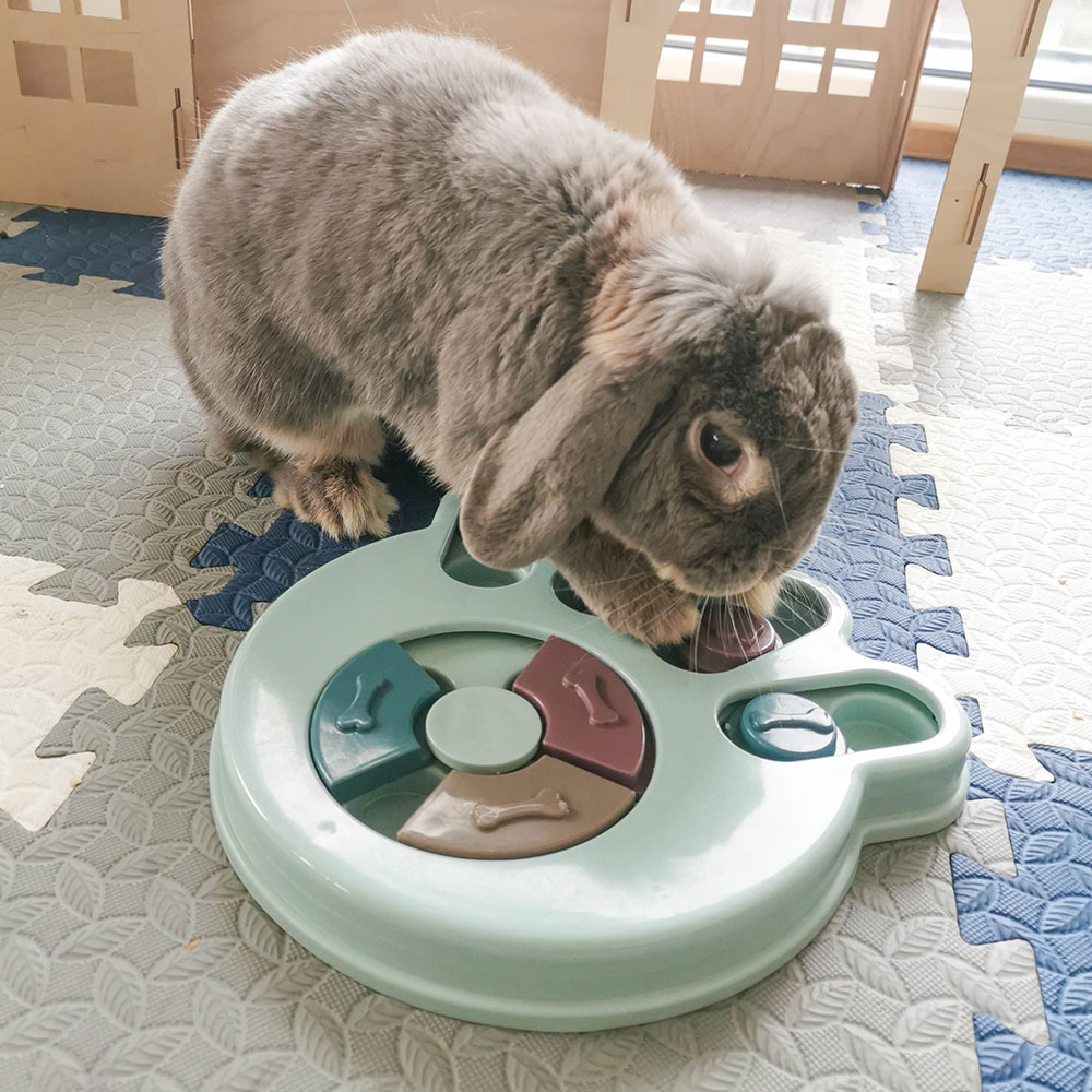 Toys for rabbit puzzle - Interactive - Enrichment Toys - Rabbit World