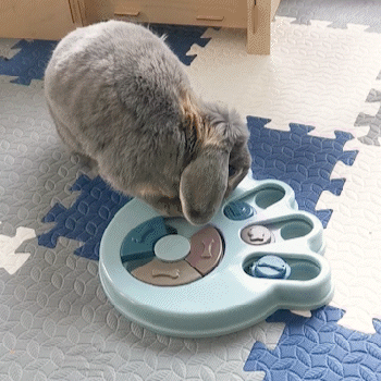 toy for rabbit