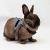 Harness for Rabbit | Gentleman FlopBunny 10