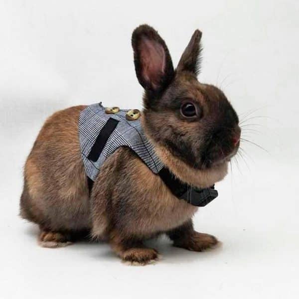 Harness for Rabbit | Gentleman FlopBunny 6
