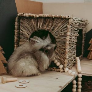 rabbit home in straw