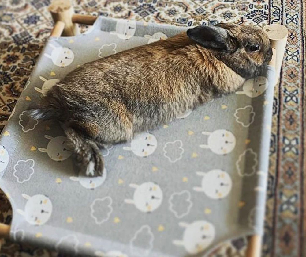 bed for bunny