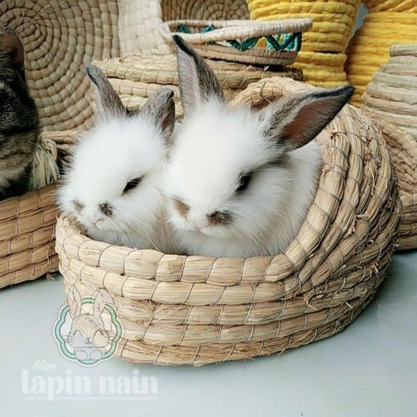 Rabbit hay bed FlopBunny 4