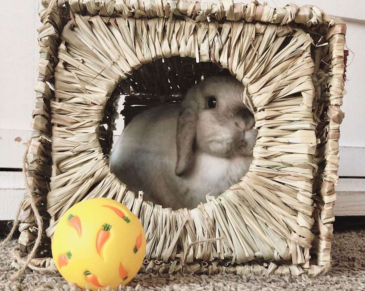 bunny home in straw