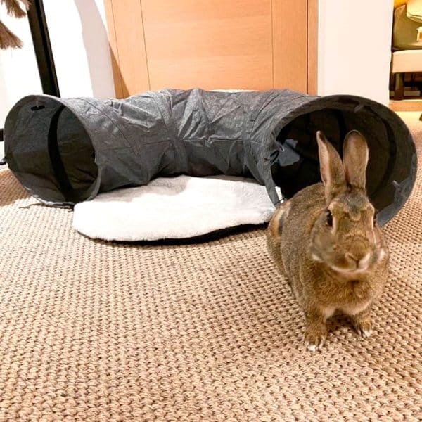 Tunnel for rabbit - Toys for bunny