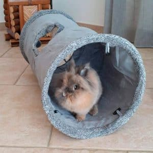 Tunnel for rabbit FlopBunny
