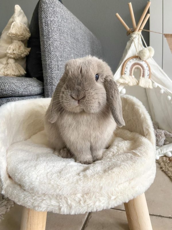 Bunny bed sofa