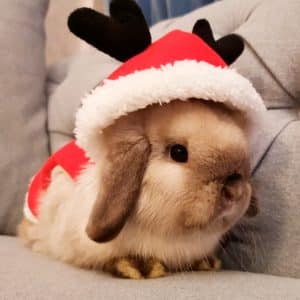 costume for bunny christmas