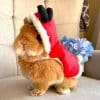 rabbit christmas clothes