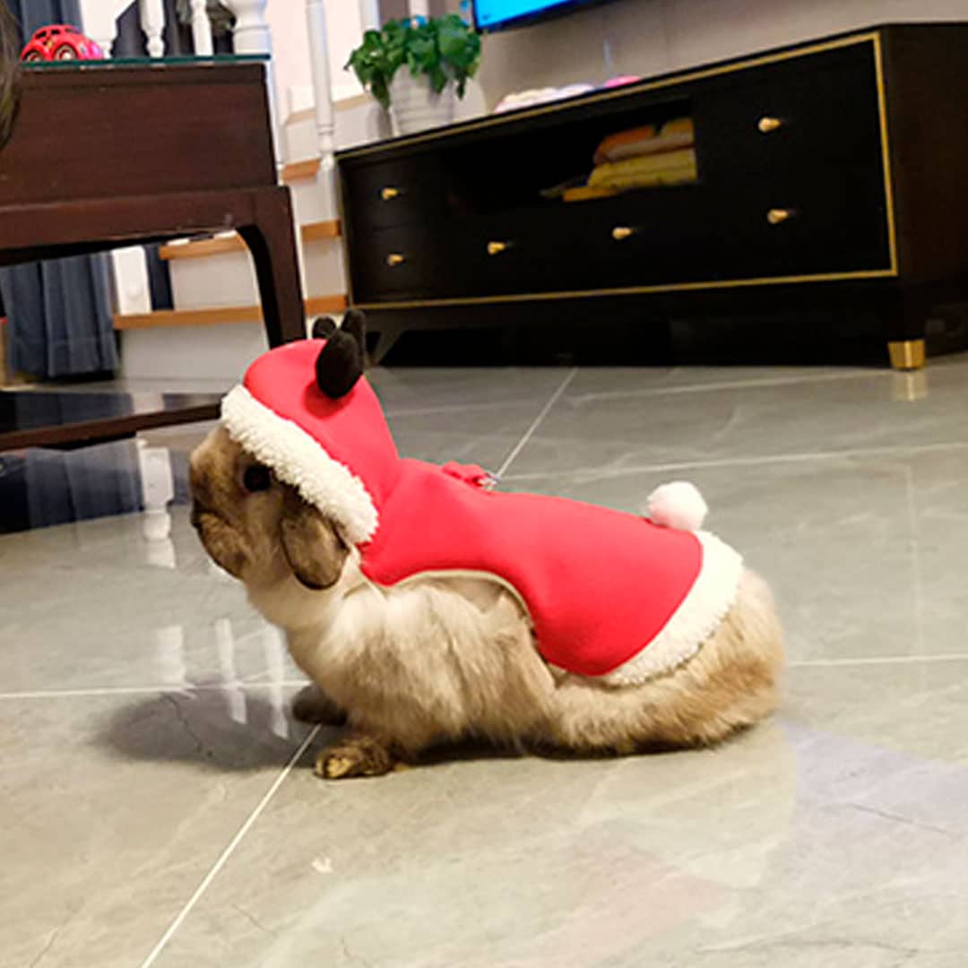 rabbit christmas outfits