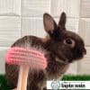 rabbit brush