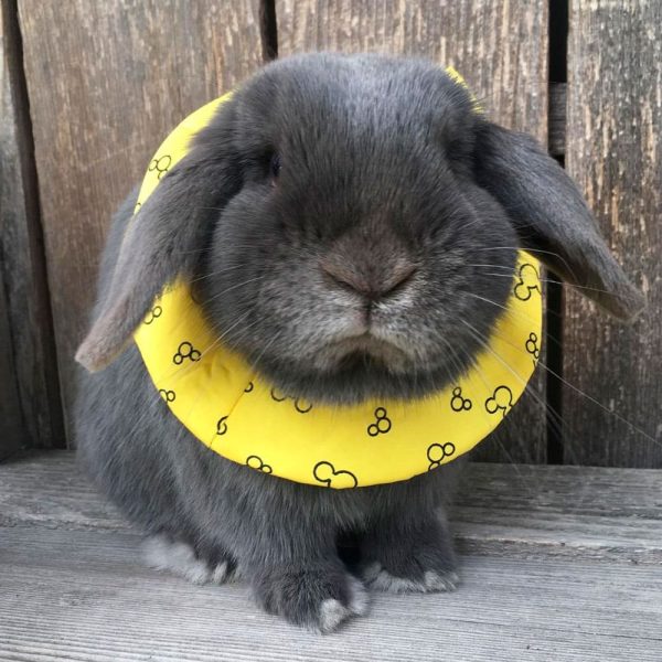 Rabbit collar FlopBunny 3