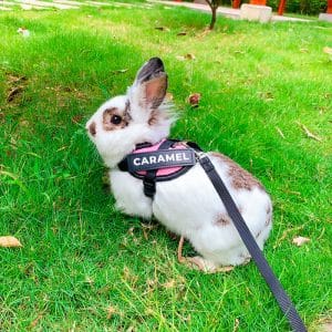 Rabbit harness customizable