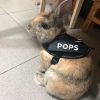 Rabbit harness personalised FlopBunny 23