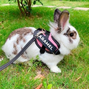 bunny harness customizable