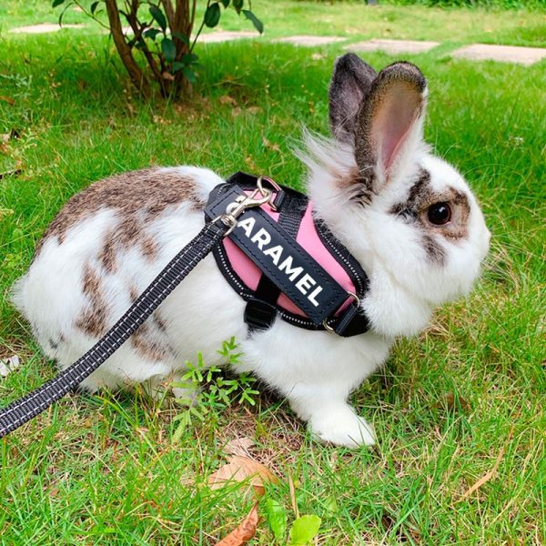 Rabbit harness personalised FlopBunny 3