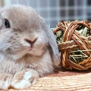 Bunny rabbit toy FlopBunny