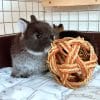 Bunny rabbit toy
