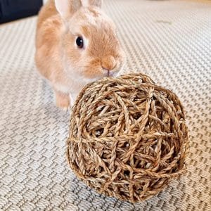 Rabbit chew ball FlopBunny 2
