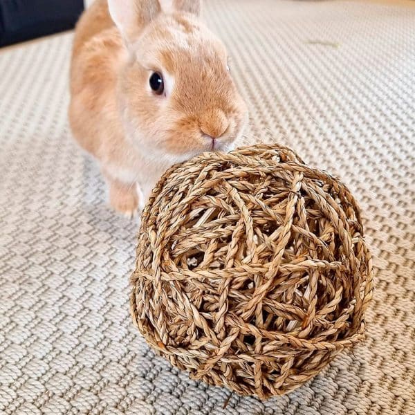 Rabbit chew ball FlopBunny 4