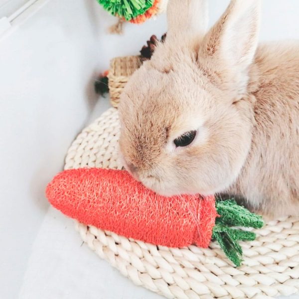 Carrot rabbit chew toy FlopBunny 3