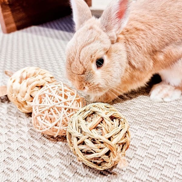 rabbit chew balls